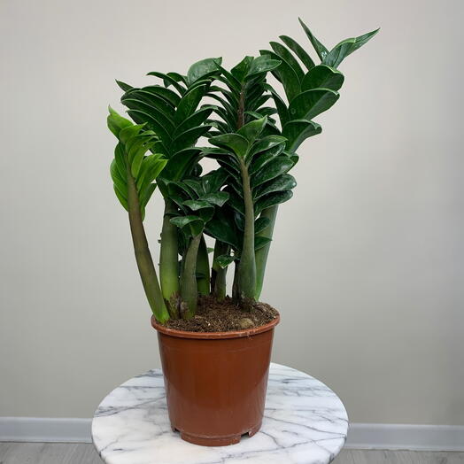 Замиокулькас Зензи диаметр горшка 14 см