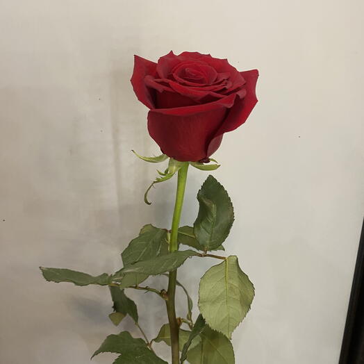 Роза Эксплорр