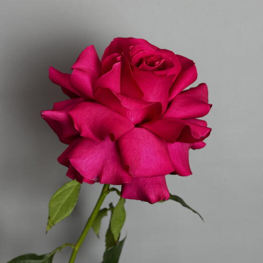 Французская пышная ярко розовая Роза 💗 с неповторимым ароматом 💗