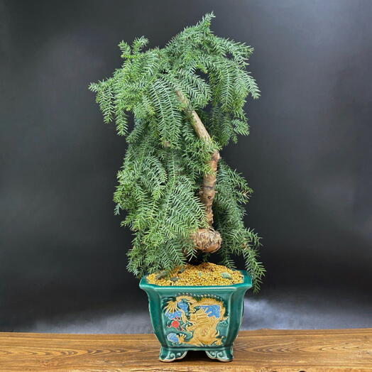 Бонсай Араукария хвойный, 60 см, 24 года