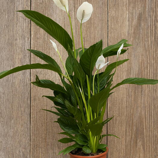 Skrzydłokwiat lauretta