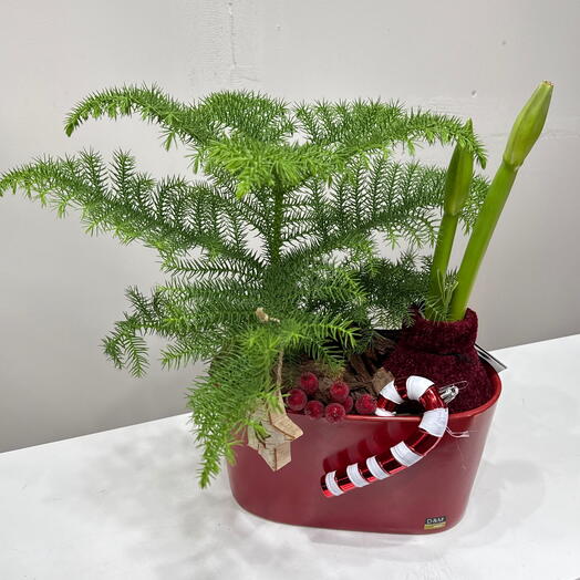 Новогодняя композиция амариллис в воске и араукария