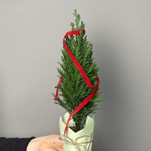 Новогодняя елочка кипарис 30см