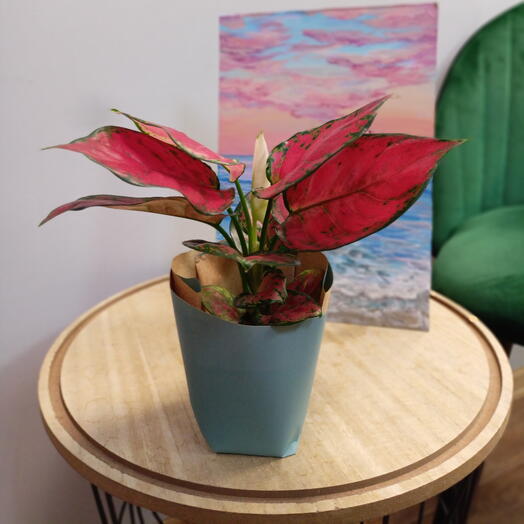 Комнатное растение: яркая "Аглонема"