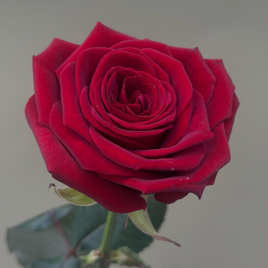 Роза Red Naomi 60см