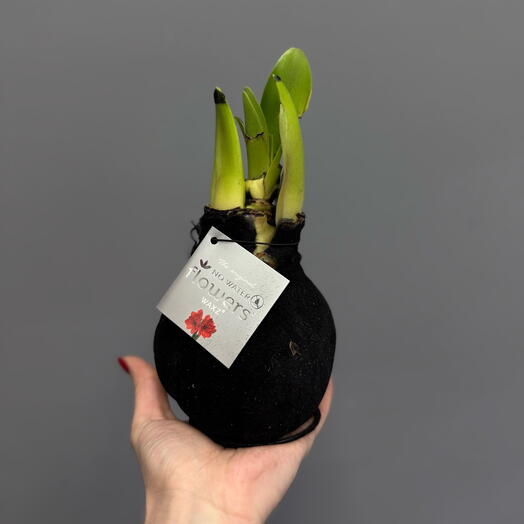 Амариллис растущий из луковицы