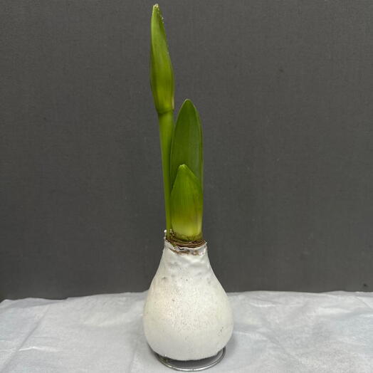 Луковица Амариллиса в воске