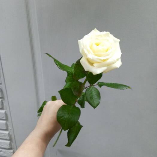 Роза Аваланч