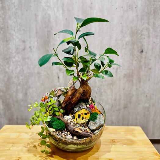 Флорариум «Лес» с фикусом Микрокарпа