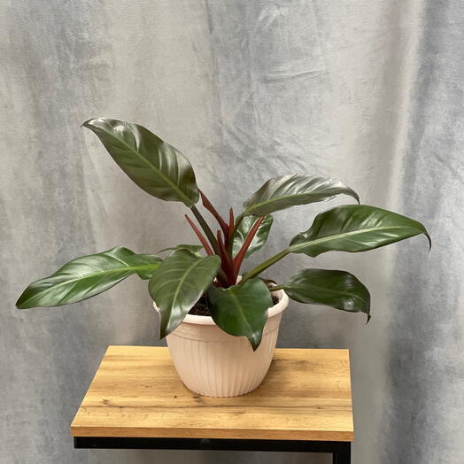 Комнатное растение филодендрон Империал Ред (Philodendron erubescens ‘Imperial Red )