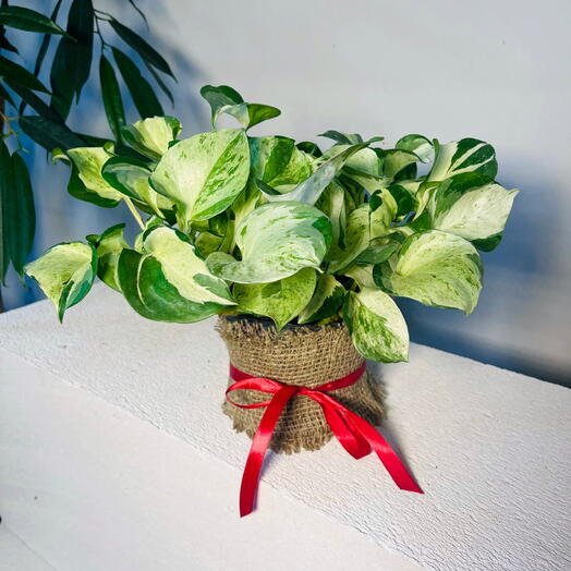 Эпипремнум Happy Leaf