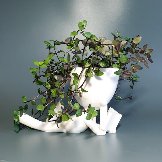 Каллизия в оригинальном горшке