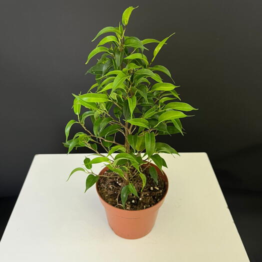 Комнатное растение фикус 30 см