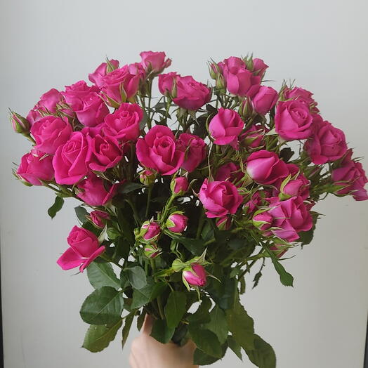 7 малиновых кустовых роз с лентой