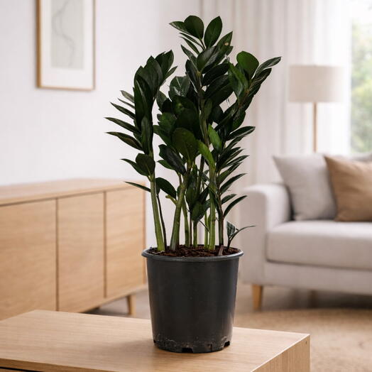 Zamioculcas ‘Raven
