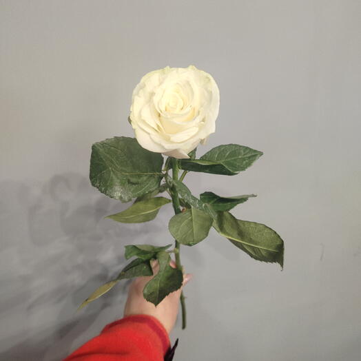Роза  Мондиаль Белая (1шт)