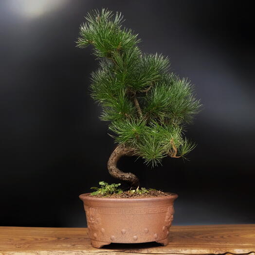 Бонсай Сосна, 50см, 30 лет