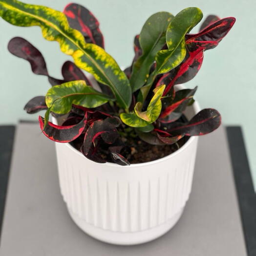 Комнатное растение CODIAEUM GEMENGD
