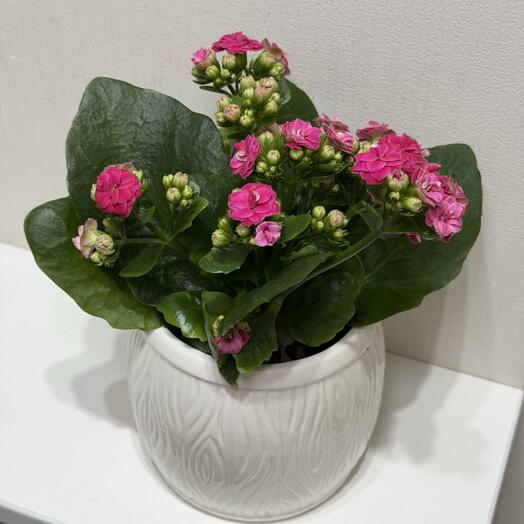 Каланхоэ цветущий в кашпо