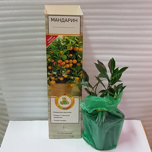 Мандарин