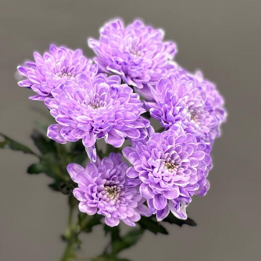 Кустовая хризантема сирень