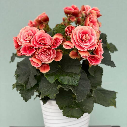 Комнатное растение (BEGONIA) DU GEMENGD