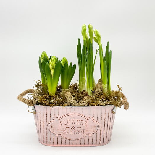 Корзина с весенние цветами нарцисс и гиацинт
