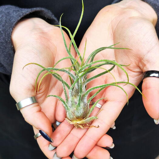 Тилландсия Пруиноса (Tillandsia Pruinosa)