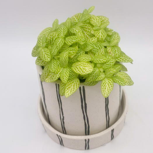 Фиттония в кашпо хлопок