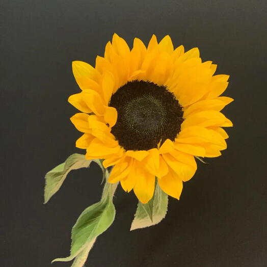 Подсолнух 🌻