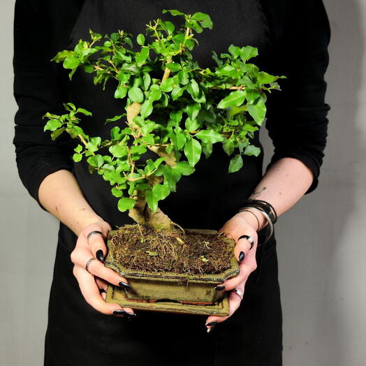 Бонсай Лигуструм (Bonsai Ligustrum) D20см