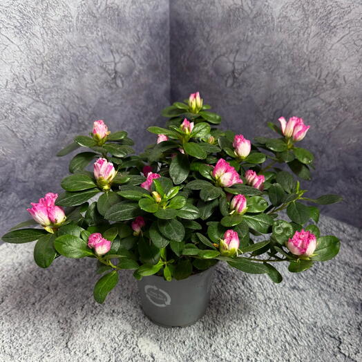 Розовая азалия