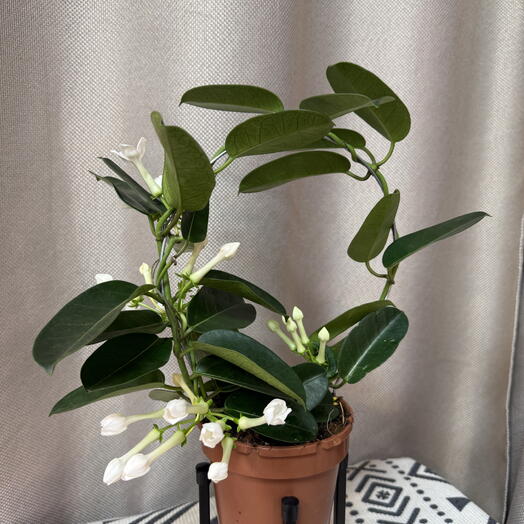 Стефанотис  Жасминовидный. Stephanotis