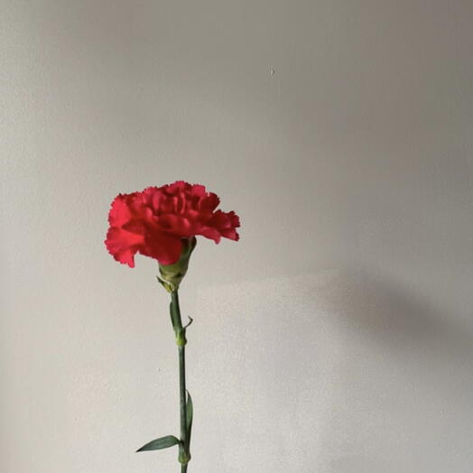 Красная гвоздика поштучно 🌹