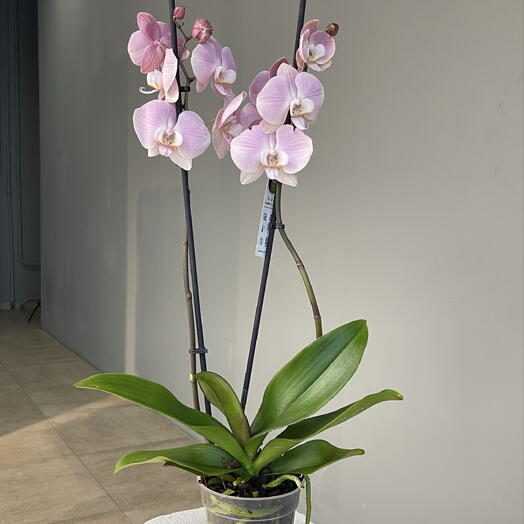 NUD ORCHID орхидея 2 ствола пудрово-нюдового оттенка