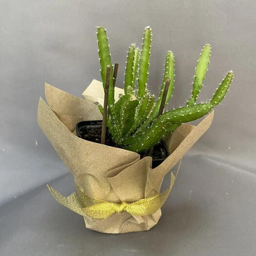 Кактус гилоцереус (Hylocereus)