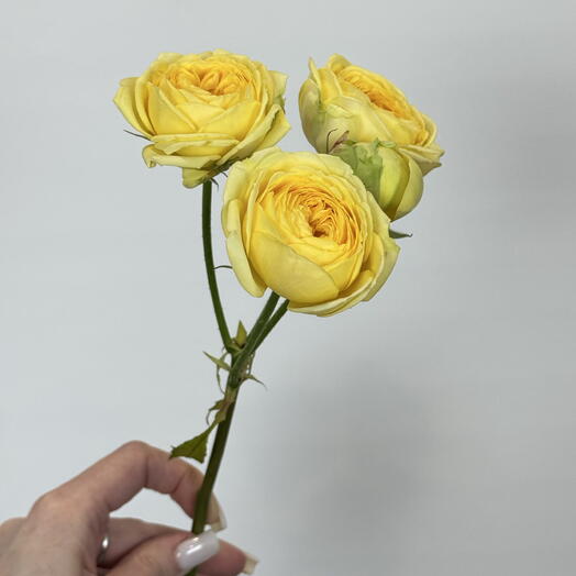 Кустовая пионовидная роза Сильва Сани 💛