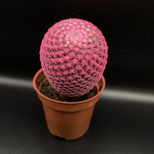 Кактус 🌵️️️️