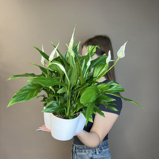 Растение 🌱 женское счастье 🤍. Горшечное растение Спатифиллум 🪴