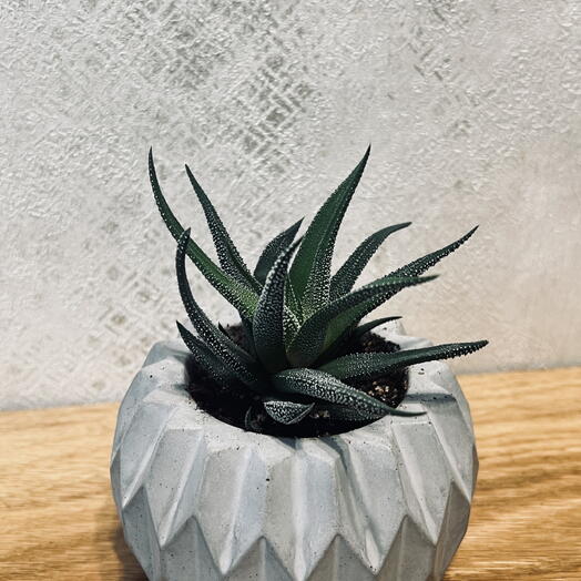 Хавортия (лат. Haworthia)
