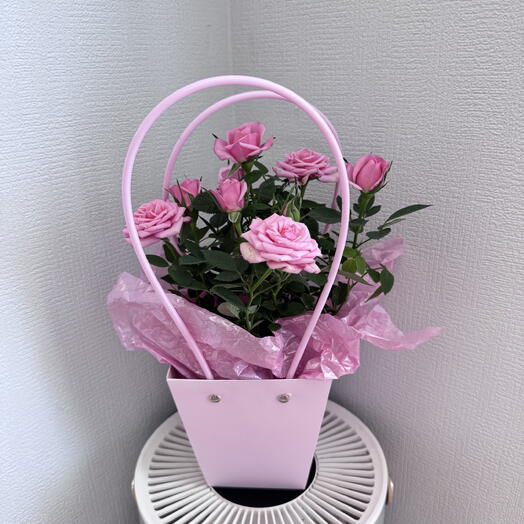 Роза кардана розовая