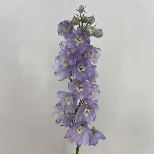 Дельфиниум Гардиан Лавендер /Guardian Lavender