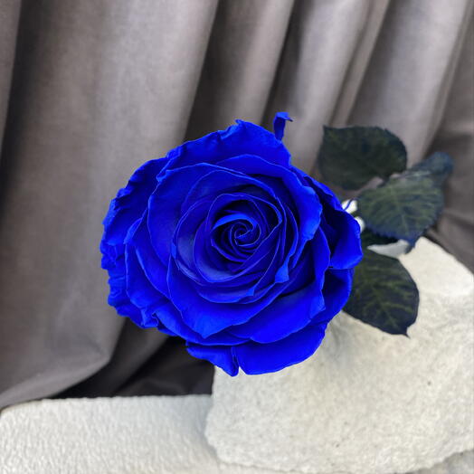 Синяя Роза 💙🤩🫶🫶🫶