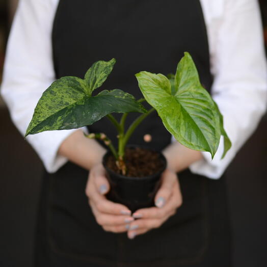 Сингониум Моттлед (Syngonium podophyllum ‘Mottled )
