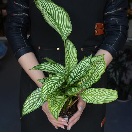 Калатея Виттата (Goeppertia vittata, ранее Calathea vittata)
