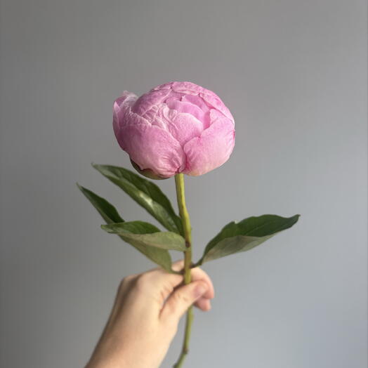 fun floristic