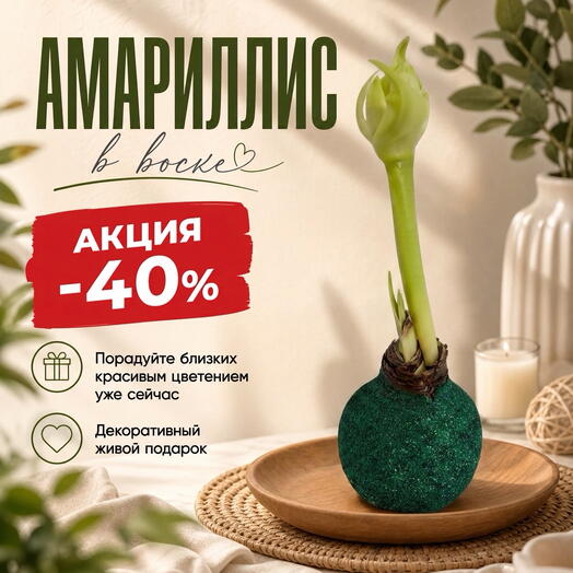 Луковица Амариллиса в воске «Изумрудное сияние»