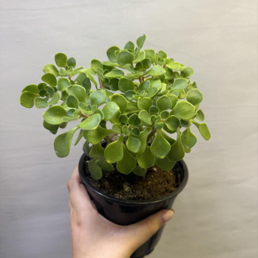 Аихризон — «дерево любви» 🌿💚
