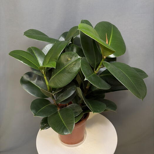 Фикус elastika Robusta