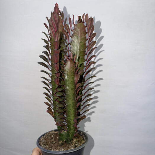 🌵 Молочай треугольный «Рубра» — Euphorbia trigona ‘Rubra